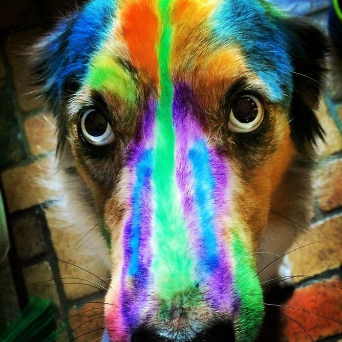 собака радуга